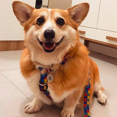 Pinn Pet – Wissen Sie genau, wo Ihr Haustier ist!