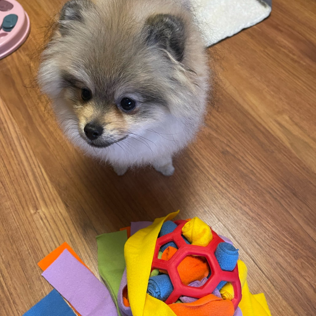 Pet Snack - Interaktiver Ball
