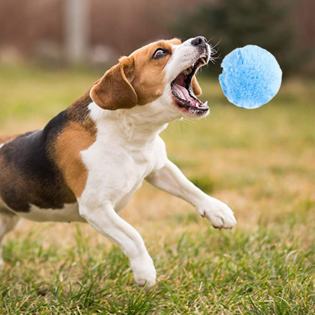 Fluffy Ball Automatischer Rollball + 4 Geschenke (Plüschhüllen)