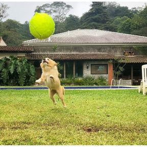 Tennisball – Der Riesenball für Hunde