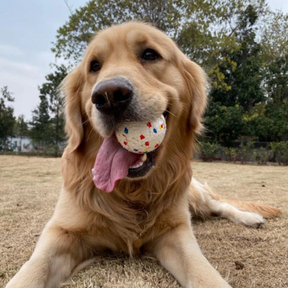 Unwiderstehlicher, widerstandsfähiger Ball für Hunde