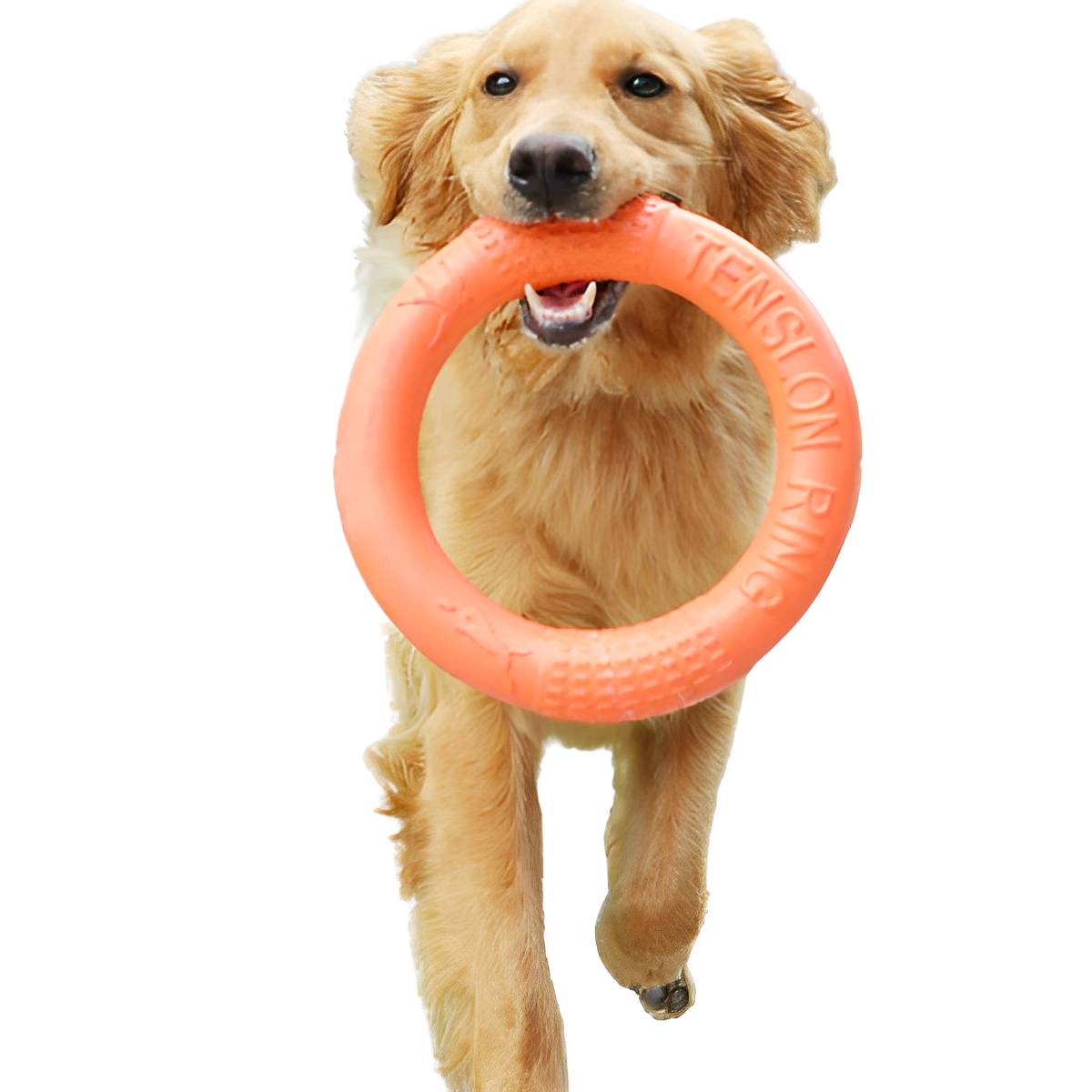 Kauspielzeug für Hunde – Trainingsscheibe