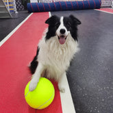 Tennisball – Der Riesenball für Hunde