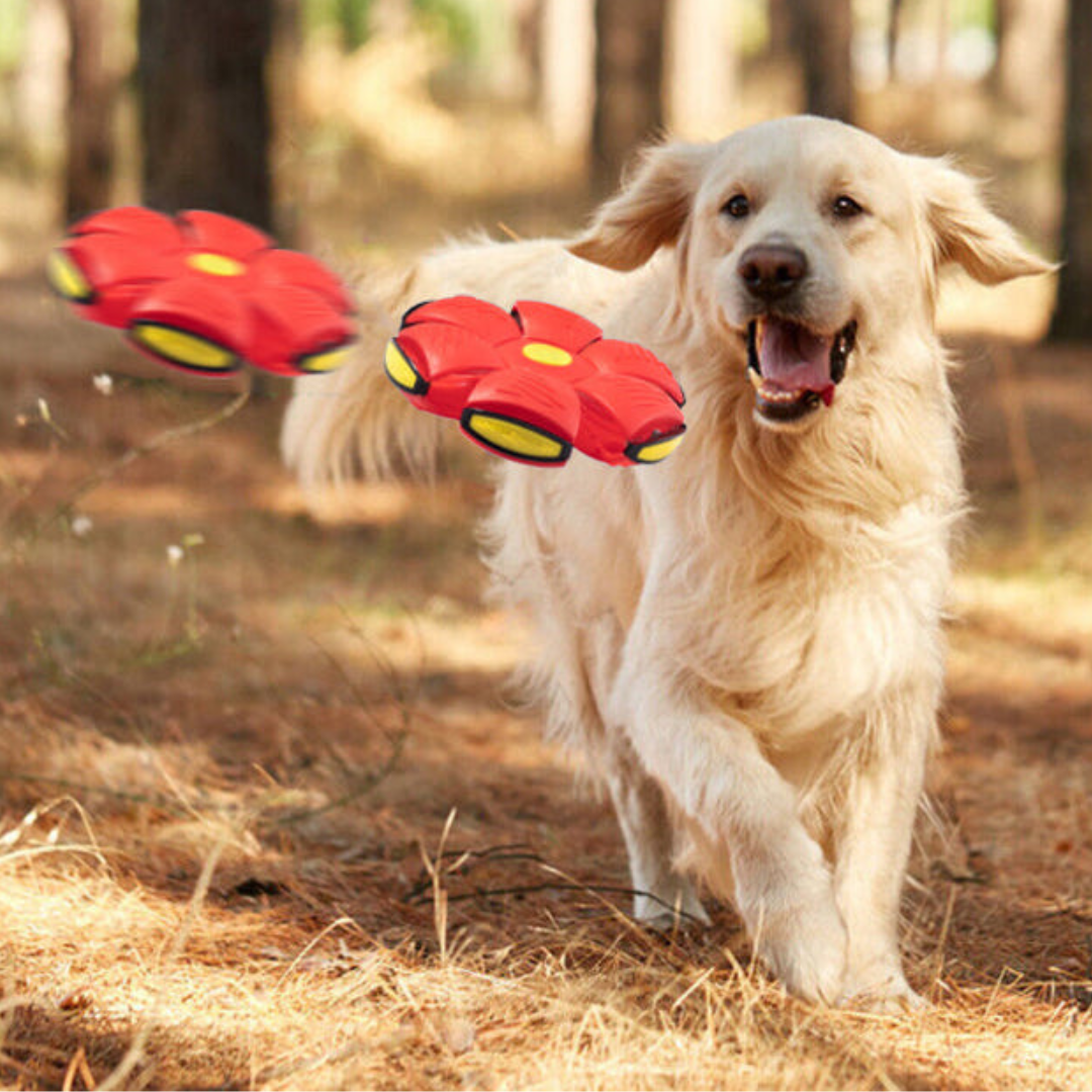 Pet Ball Fliegender Ball für Hunde